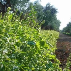 Galantino Puglian Olive Oil With Basil In Terracotta Bottle 250ml -Kitchen Serie Store basil1