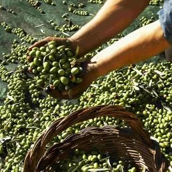 Galantino Fruttato Medio Extra Virgin Olive Oil 500ml -Kitchen Serie Store oliveoil1 2c98253f a0e8 4c79 9a28 9e16e4b4fab0