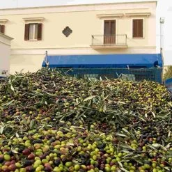 Galantino Fruttato Medio Extra Virgin Olive Oil 500ml -Kitchen Serie Store oliveoil2 260b2502 3450 49c6 8cac dfde7f83ff42