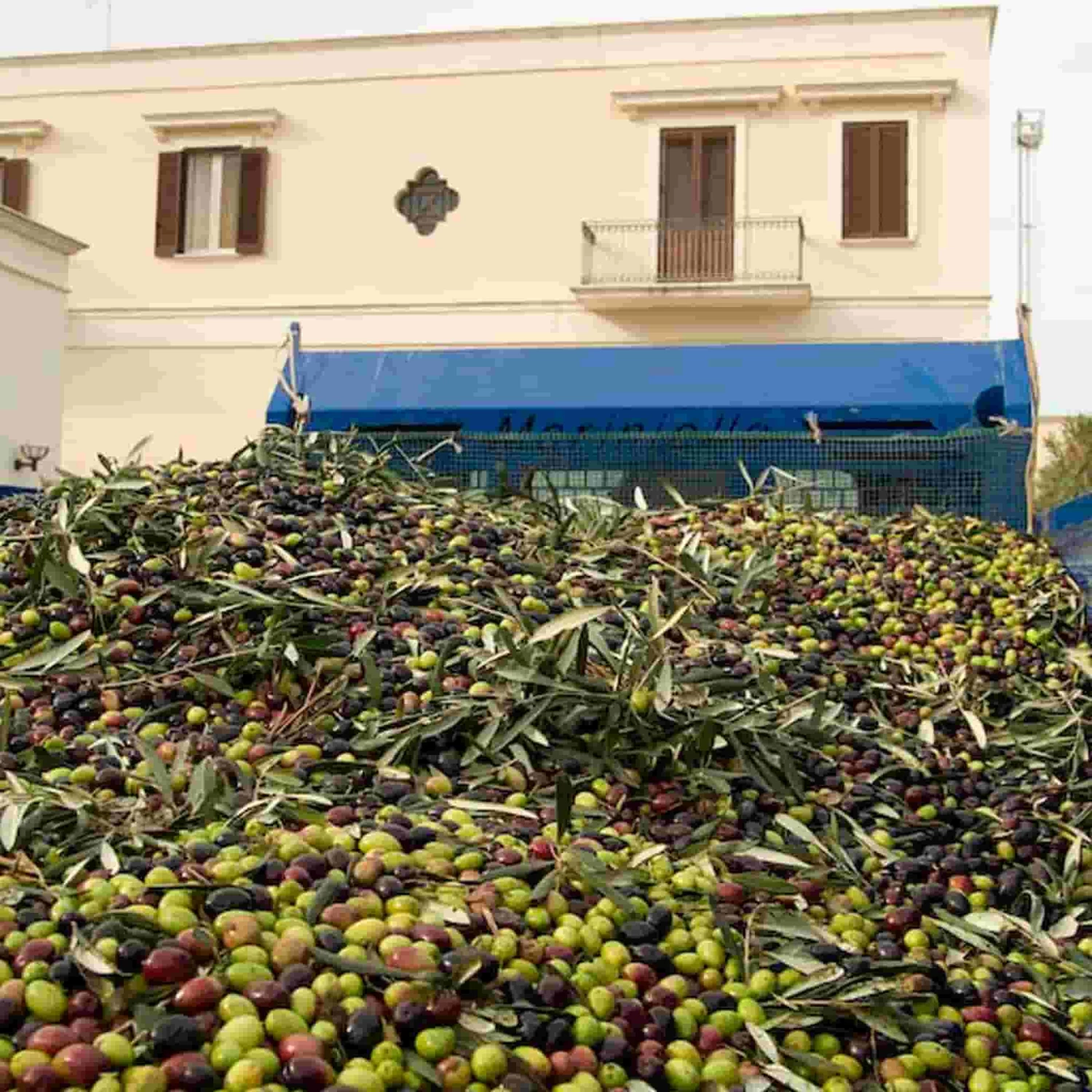 Galantino Puglian Extra Virgin Olive Oil In Yellow Splatter Ceramic Bottle 500ml 6 Galantino Puglian Extra Virgin Olive Oil In Yellow Splatter Ceramic Bottle 500ml - Image 4