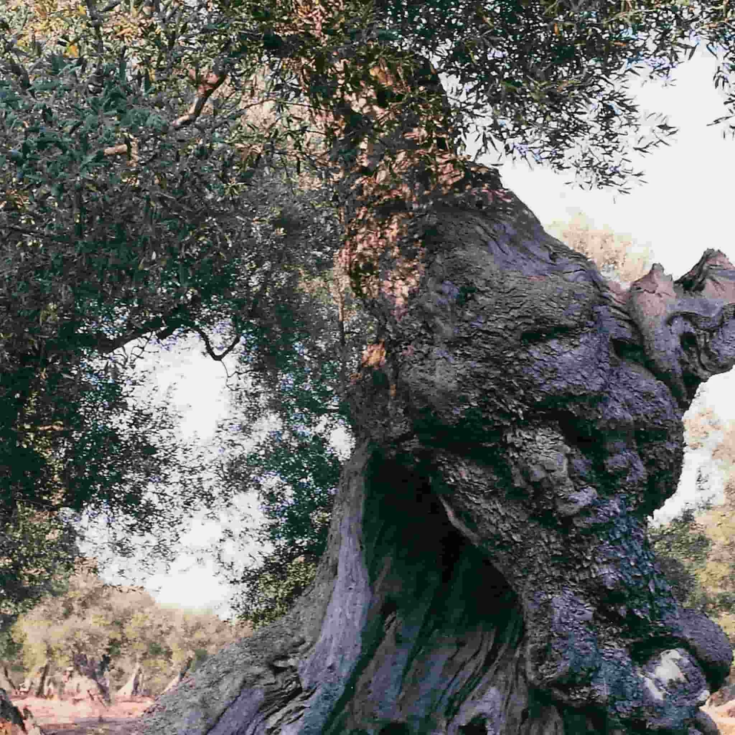 Galantino Puglian Extra Virgin Olive Oil In Yellow Splatter Ceramic Bottle 500ml 5 Galantino Puglian Extra Virgin Olive Oil In Yellow Splatter Ceramic Bottle 500ml - Image 3