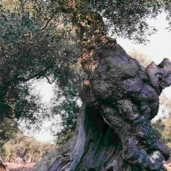 Galantino Puglian Extra Virgin Olive Oil In Blue Splatter Ceramic Bottle 500ml -Kitchen Serie Store oliveoil3 ccdb34b5 151a 4b96 9d2c 91d86e9983f5